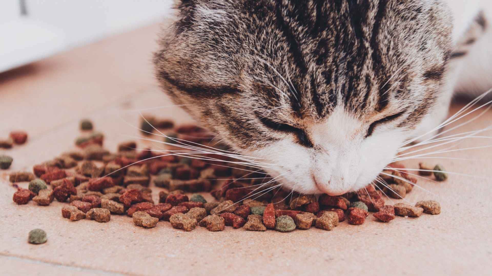 Pienso para gatos con taurina